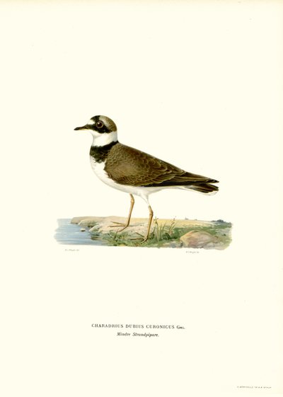 Corriere piccolo da Magnus Ferdinand and Wilhelm von Wright