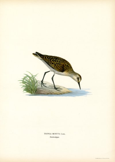 Gambecchio comune da Magnus Ferdinand and Wilhelm von Wright