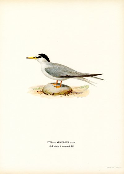 Sterna minore da Magnus Ferdinand and Wilhelm von Wright