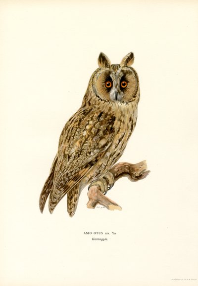 Gufo comune da Magnus Ferdinand and Wilhelm von Wright
