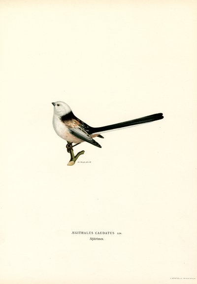 Codibugnolo da Magnus Ferdinand and Wilhelm von Wright