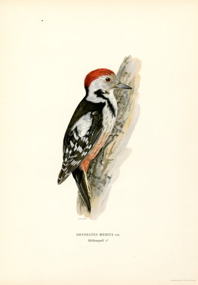 Picchio rosso mezzano da Magnus Ferdinand and Wilhelm von Wright