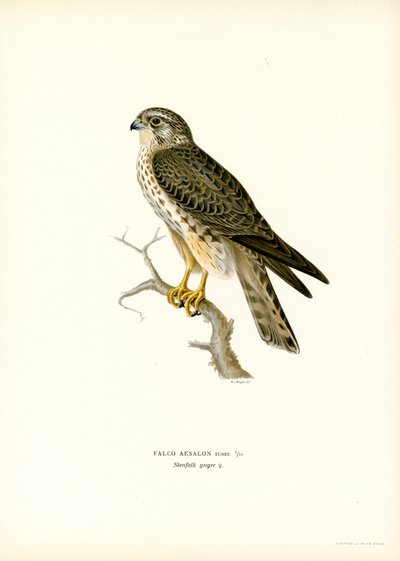 Smeriglio da Magnus Ferdinand and Wilhelm von Wright