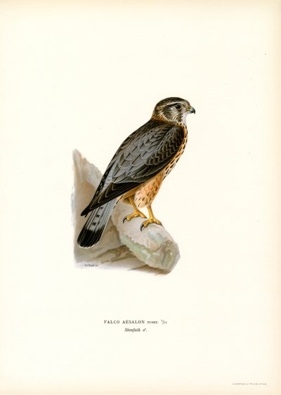 Falco columbarius da Magnus Ferdinand and Wilhelm von Wright