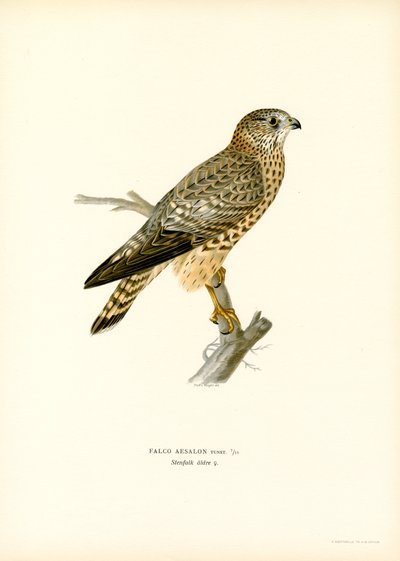 Falco di palude da Magnus Ferdinand and Wilhelm von Wright