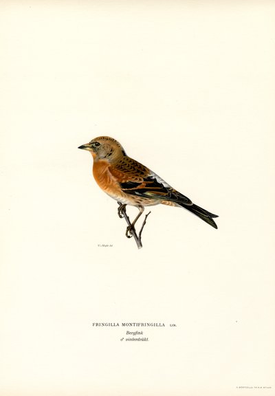 Fringuello alpino da Magnus Ferdinand and Wilhelm von Wright