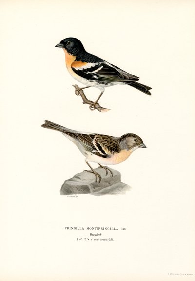 Fringuello alpino da Magnus Ferdinand and Wilhelm von Wright