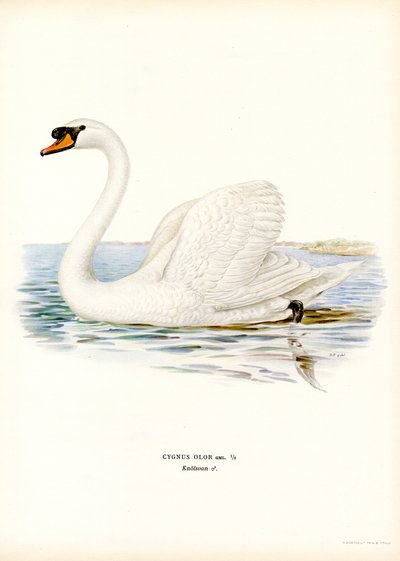 Cigno reale da Magnus Ferdinand and Wilhelm von Wright