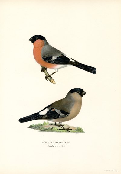Ciuffolotto eurasiatico da Magnus Ferdinand and Wilhelm von Wright
