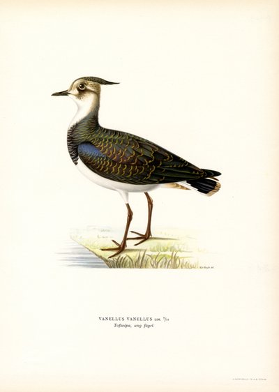 Pavoncella da Magnus Ferdinand and Wilhelm von Wright