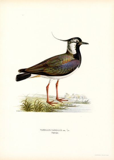 Pavoncella settentrionale da Magnus Ferdinand and Wilhelm von Wright