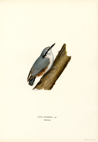 Picchio muratore da Magnus Ferdinand and Wilhelm von Wright