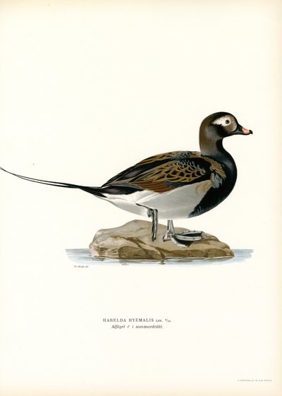 Moretta Arlecchina da Magnus Ferdinand and Wilhelm von Wright