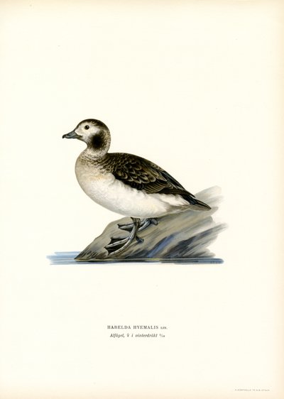 Anatra codona da Magnus Ferdinand and Wilhelm von Wright