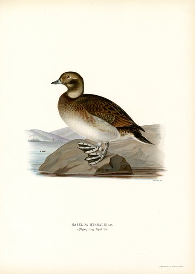 Anatra Oldsquaw da Magnus Ferdinand and Wilhelm von Wright