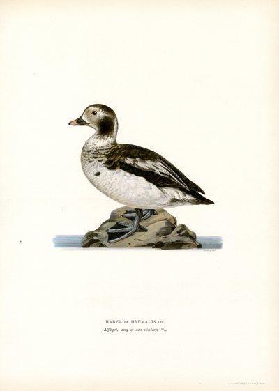 Anatra codona da Magnus Ferdinand and Wilhelm von Wright
