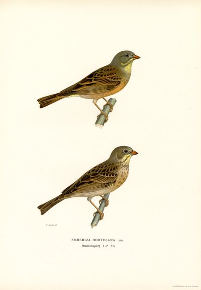 Ortolano da Magnus Ferdinand and Wilhelm von Wright