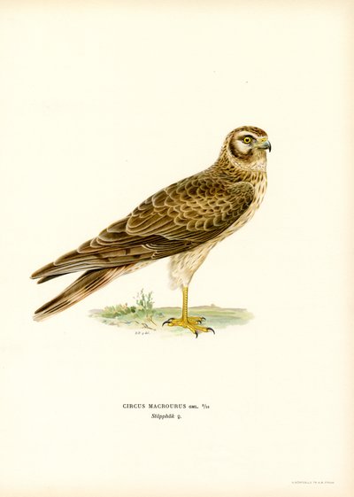 Albanella Pallida da Magnus Ferdinand and Wilhelm von Wright