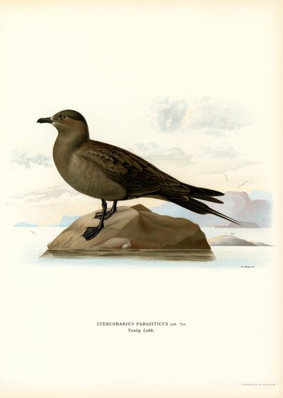 Stercorario parassita (litografia a colori) da Magnus Ferdinand and Wilhelm von Wright