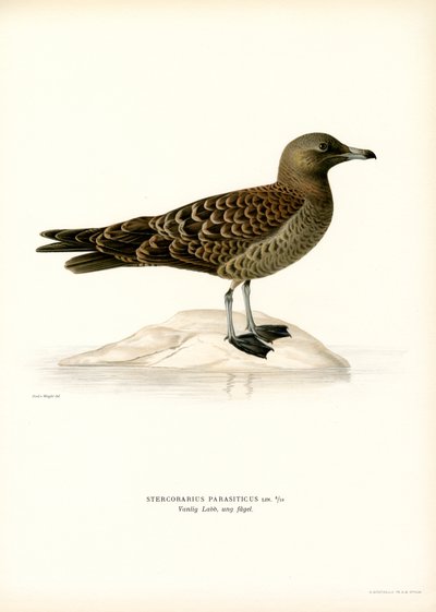 Stercorario maggiore da Magnus Ferdinand and Wilhelm von Wright