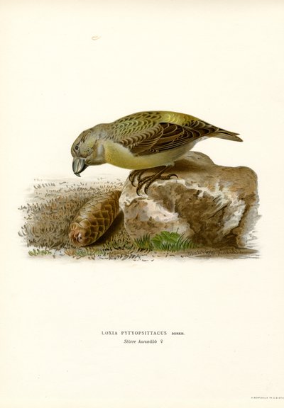 Crociere pappagallo da Magnus Ferdinand and Wilhelm von Wright