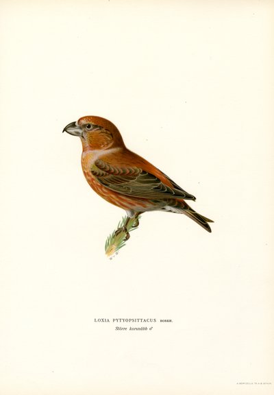 Crociere da Magnus Ferdinand and Wilhelm von Wright