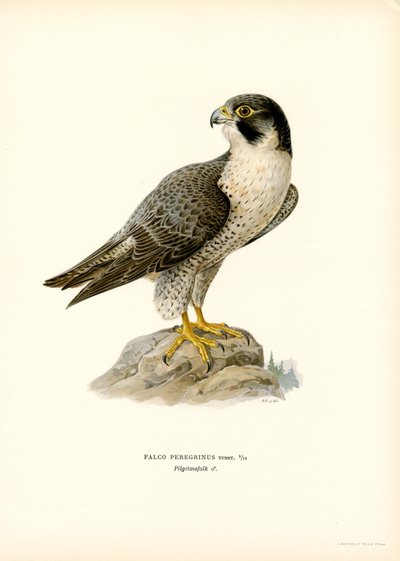 Falco pellegrino da Magnus Ferdinand and Wilhelm von Wright