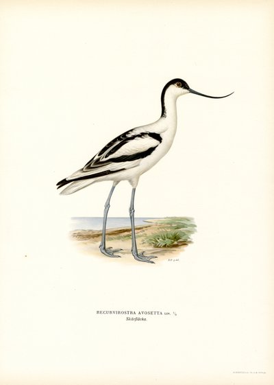Avocetta da Magnus Ferdinand and Wilhelm von Wright