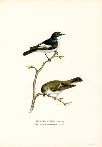 Balia nera da Magnus Ferdinand and Wilhelm von Wright