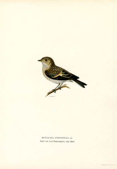 Balia nera da Magnus Ferdinand and Wilhelm von Wright