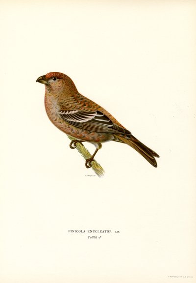 Ciuffolotto delle pinete da Magnus Ferdinand and Wilhelm von Wright