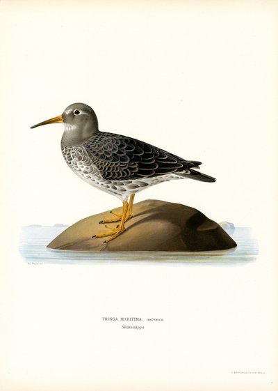 Piovanello violetto da Magnus Ferdinand and Wilhelm von Wright