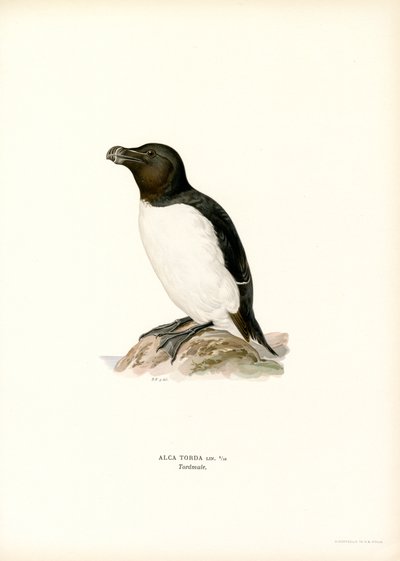 Alca torda da Magnus Ferdinand and Wilhelm von Wright