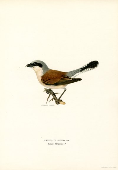 Averla maggiore da Magnus Ferdinand and Wilhelm von Wright