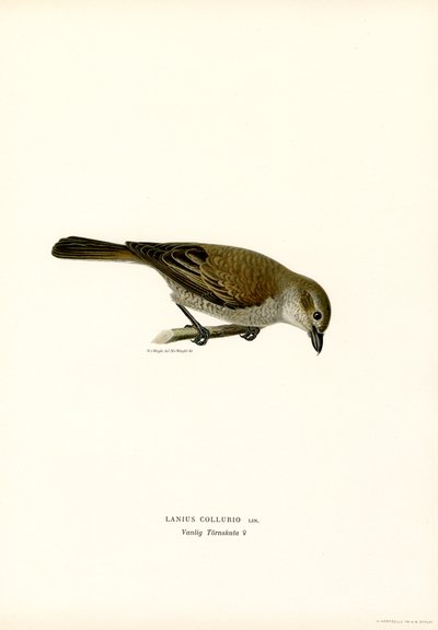 Averla maggiore da Magnus Ferdinand and Wilhelm von Wright