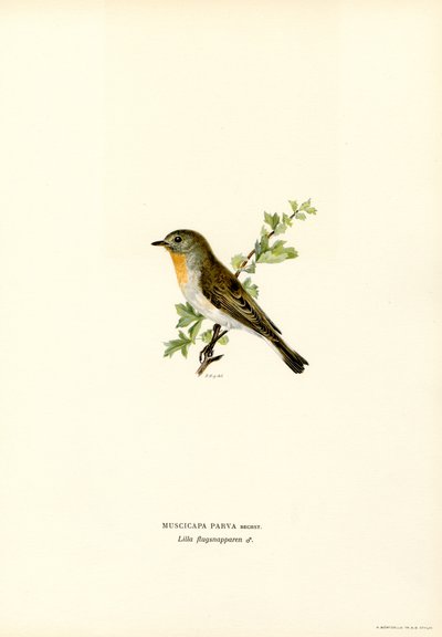 Pigliamosche petto rosso da Magnus Ferdinand and Wilhelm von Wright