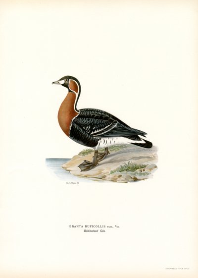Oca collorosso da Magnus Ferdinand and Wilhelm von Wright