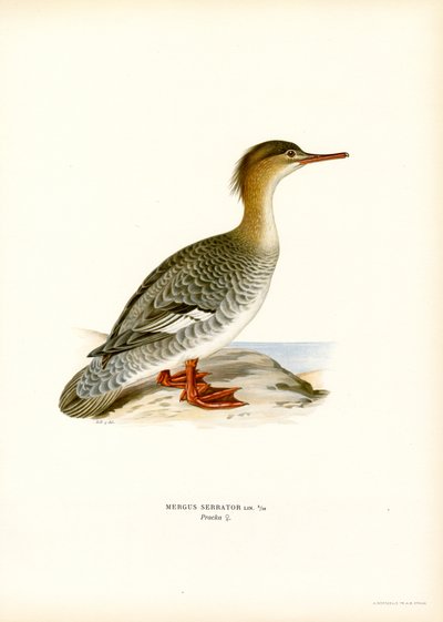 Smergo minore da Magnus Ferdinand and Wilhelm von Wright