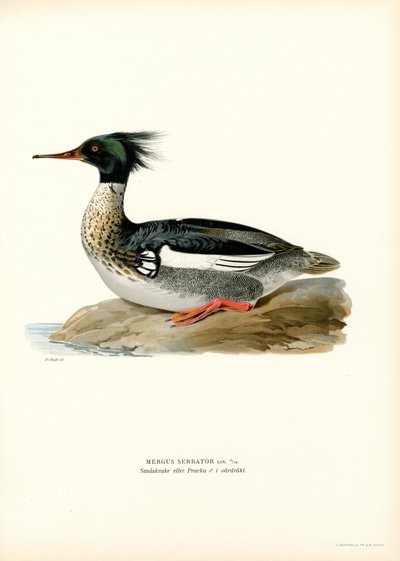 Smergo dal petto rosso da Magnus Ferdinand and Wilhelm von Wright