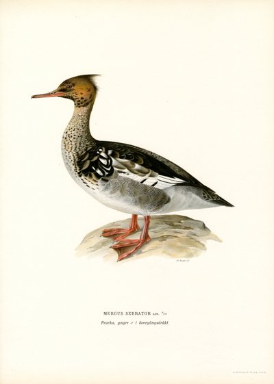 Smergo minore da Magnus Ferdinand and Wilhelm von Wright