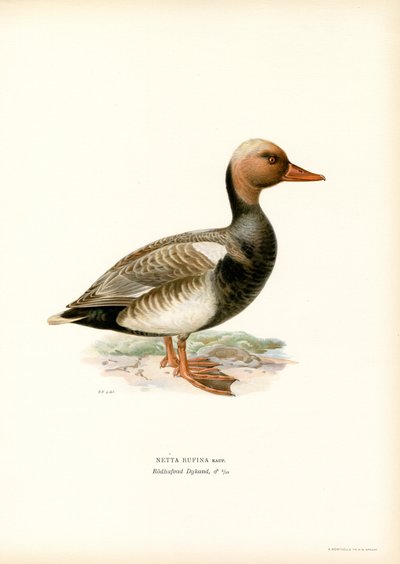 Fistione turco da Magnus Ferdinand and Wilhelm von Wright
