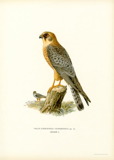 Falco cuculo da Magnus Ferdinand and Wilhelm von Wright