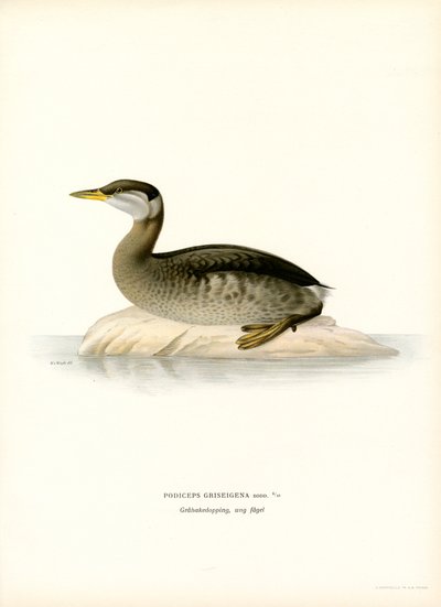 Svasso collorosso da Magnus Ferdinand and Wilhelm von Wright