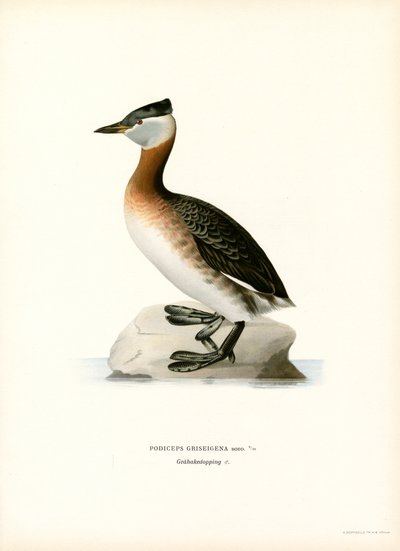 Svasso collorosso da Magnus Ferdinand and Wilhelm von Wright