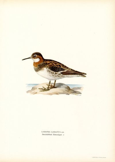 Falaropo beccosottile da Magnus Ferdinand and Wilhelm von Wright
