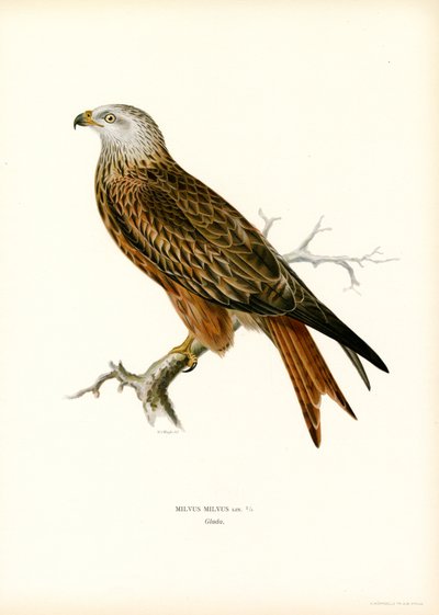 Nibbio reale da Magnus Ferdinand and Wilhelm von Wright