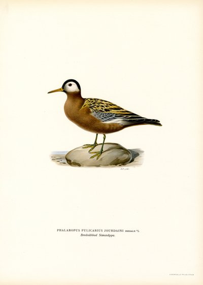 Falco di mare da Magnus Ferdinand and Wilhelm von Wright