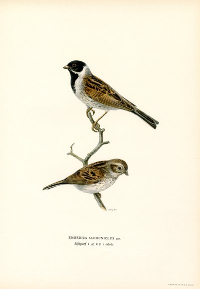 Zigolo di canna da Magnus Ferdinand and Wilhelm von Wright