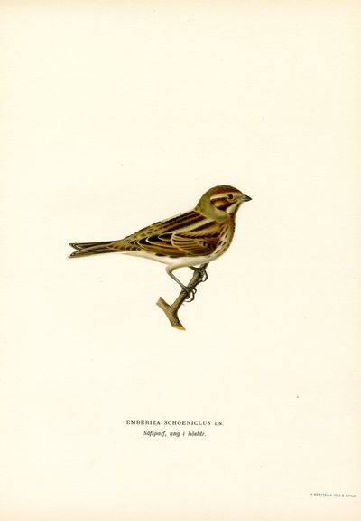 Emberiza schoeniclus da Magnus Ferdinand and Wilhelm von Wright