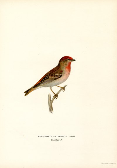 Carpodaco da Magnus Ferdinand and Wilhelm von Wright